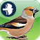 Birds of Britain and Ireland (Pro Edition)